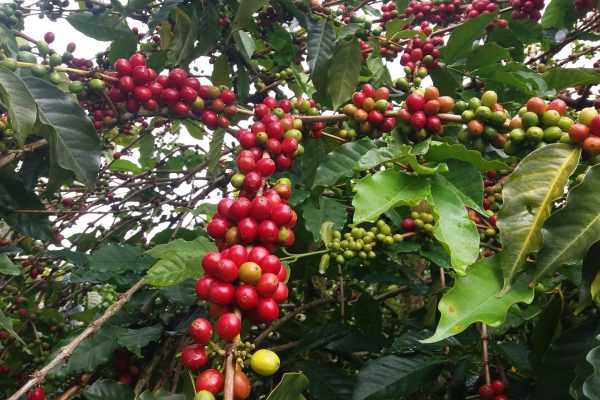 739daecfe7ba635fb84c6cb735d4e6ac