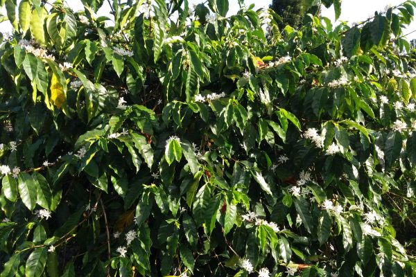 85f22b4fdcd621b28c06fd08366951ea