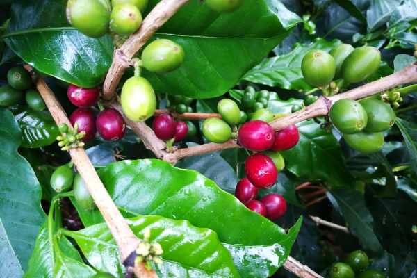 e4098c764ce59eb5fc98c5084aa25690